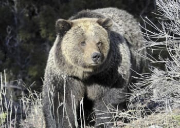 Canada bear attack on students, teachers leaves 11 injured, two critically