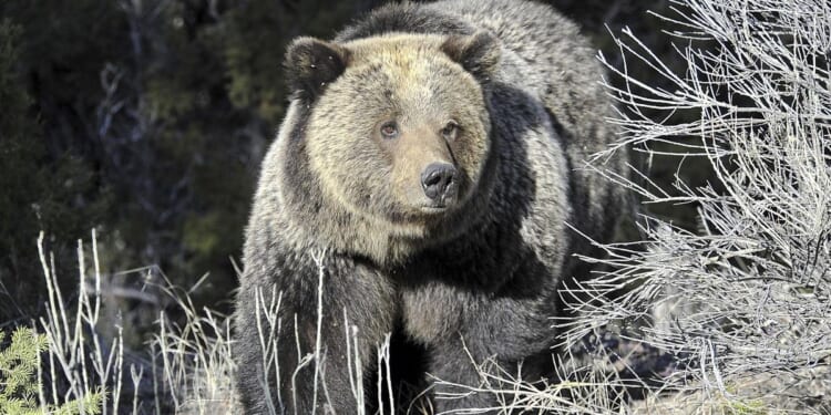 Canada bear attack on students, teachers leaves 11 injured, two critically