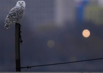 A pair of snowy owls spotted along Lake Michigan beach draws crowds in Chicago