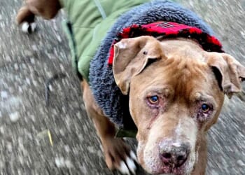 Amanda Hergenreder, Michigan veterinarian who refused to return ailing dog to homeless man, jailed