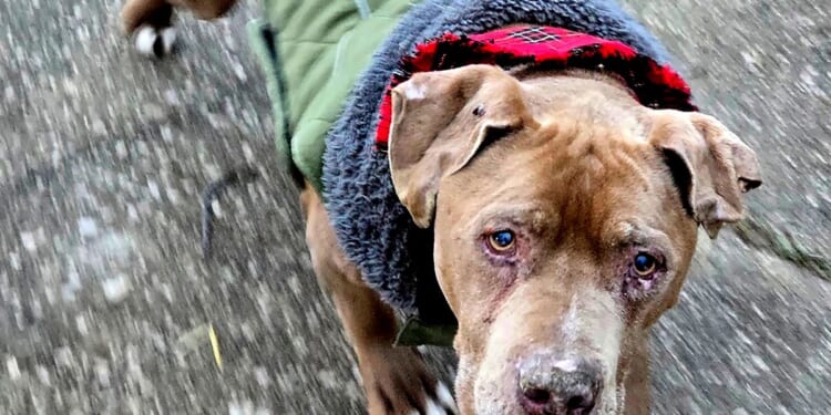 Amanda Hergenreder, Michigan veterinarian who refused to return ailing dog to homeless man, jailed