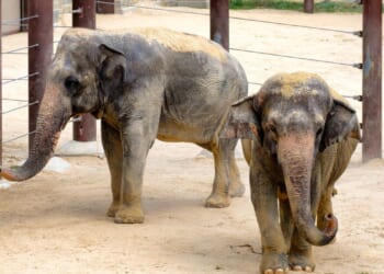 Smithsonian National Zoo expecting birth of Asian elephant calf