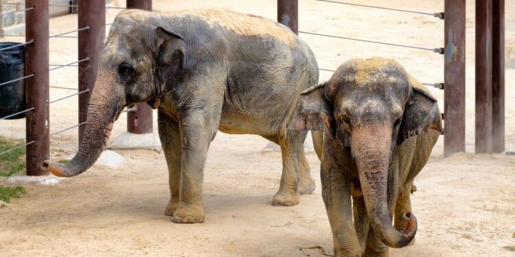 Smithsonian National Zoo expecting birth of Asian elephant calf