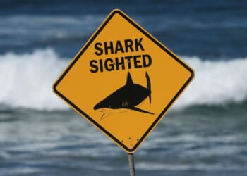 Shark attack in Australia leaves woman dead, man critically injured