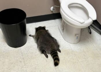 Raccoon goes on drunken rampage in Virginia liquor store and passes out on bathroom floor