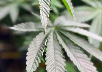 Donald Trump revives push to downgrade marijuana in federal drug laws