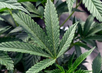 5 questions about Trump's marijuana rescheduling plan