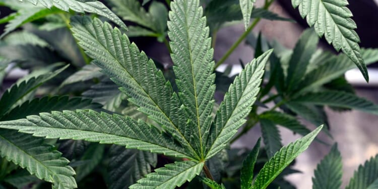 5 questions about Trump's marijuana rescheduling plan