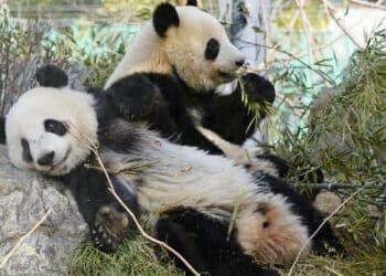 Pandas to leave Tokyo zoo, Japan will be without a panda for the first time in 50 years
