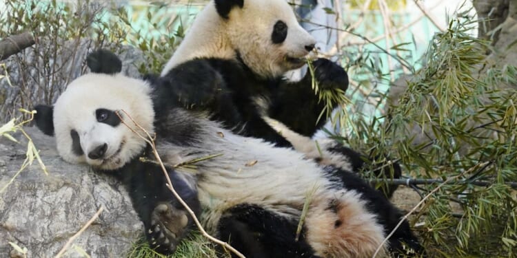 Pandas to leave Tokyo zoo, Japan will be without a panda for the first time in 50 years