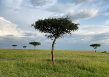 Kenya's environment court to consider a claim that a safari camp was harming wildebeest routes