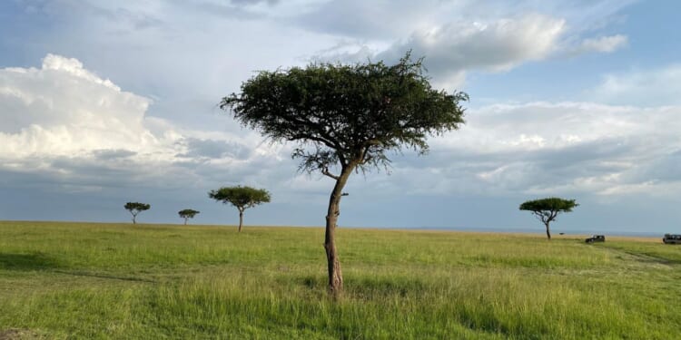 Kenya's environment court to consider a claim that a safari camp was harming wildebeest routes