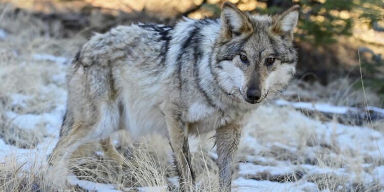 House passes bill to de-list gray wolves as endangered species