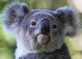 Don't worry about the bus fare, Peri: Koala rescued by driver in Australia amid traffic