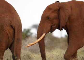 Kenyans protest after roaming elephants kill four people in a week