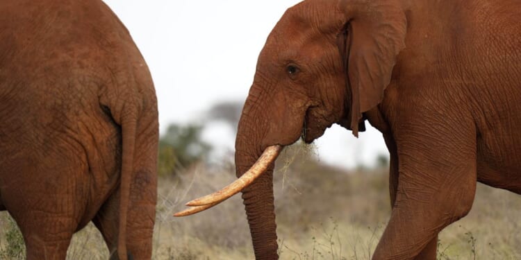 Kenyans protest after roaming elephants kill four people in a week