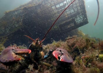 $400,000 worth of lobster meat intended for Costco stolen by fake truckers