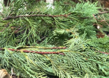 Turn your Christmas tree into free garden mulch and firewood