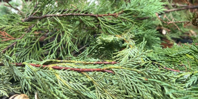 Turn your Christmas tree into free garden mulch and firewood