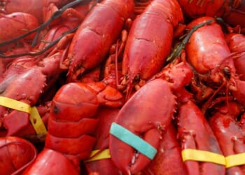 Oysters, crab and $400,000 worth of lobster meat stolen in New England