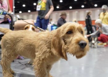 The American Kennel Club adds Basset Fauve De Bretagne, Tsvetnaya Bolonka, Teddy Roosevelt Terrier