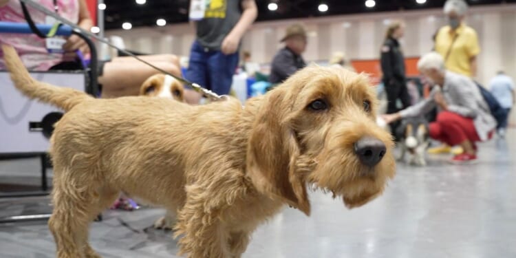 The American Kennel Club adds Basset Fauve De Bretagne, Tsvetnaya Bolonka, Teddy Roosevelt Terrier