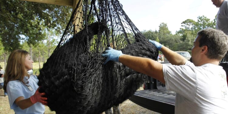 Hunters kill 52 black bears during Florida's bear hunt, its first in a decade