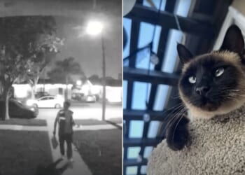 Piper the Siamese cat, right, was seen on her owner's doorbell camera being carried away by an Amazon delivery driver.