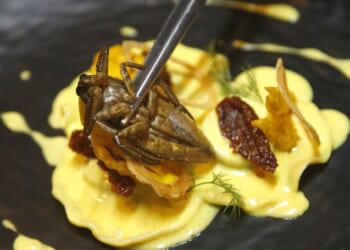 Europe’s Biggest Insect Company Goes Bankrupt – PJ Media