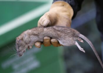 Floodwater, Sewers, and the Fear Below – PJ Media