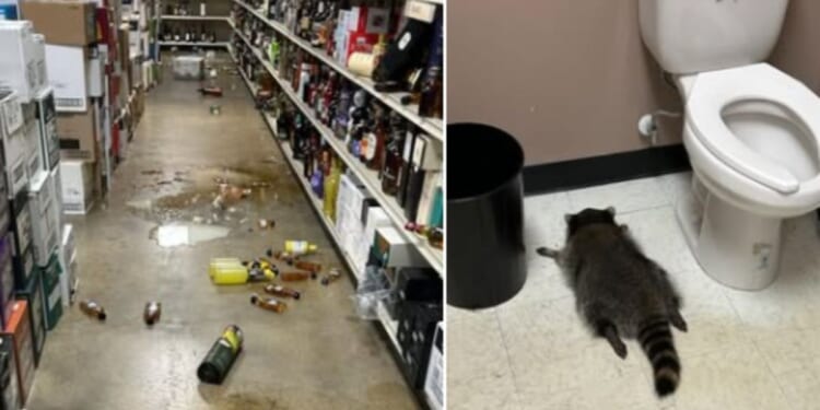 A raccoon broke into a liquor store in Ashland, Virginia, in December 2025.