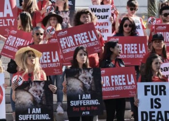 The Day PETA Looked Right, and Heads Exploded – PJ Media