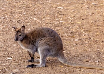 Escaped wallaby recovered in parking lot of Walmart in New Jersey