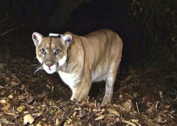 Woman found in Colorado dead from suspected mountain lion attack