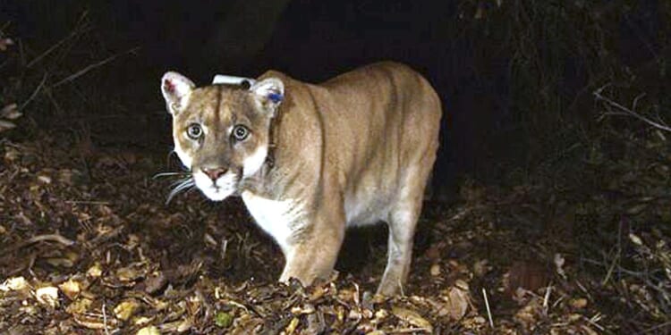 Woman found in Colorado dead from suspected mountain lion attack