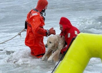 Rhode Island firefighters rescue a yellow Lab from an icy pond on New Year's Day