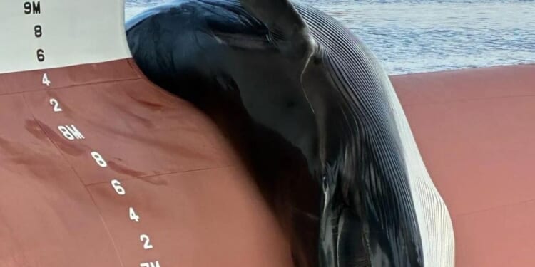 A dead whale found on the bow of a ship in NJ sparks an investigation