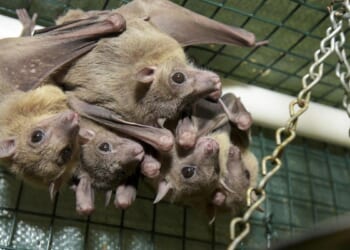 Lawmakers urge NIH to stop taxpayer money for 'dangerous' bat virus lab in U.S.