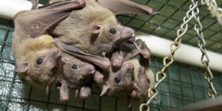 Lawmakers urge NIH to stop taxpayer money for 'dangerous' bat virus lab in U.S.