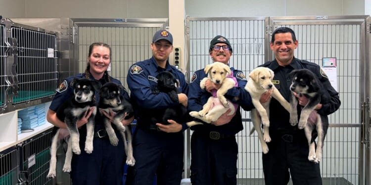 6 puppies treated for a suspected opioid overdose in Washington will find new homes soon