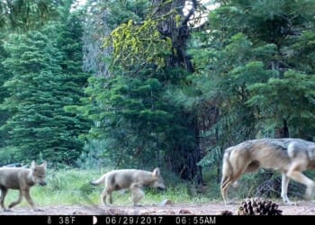 Wildlife crews stop actively searching for young wolves after livestock attacks