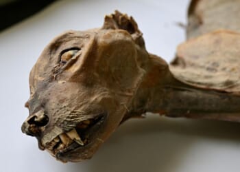 Mummified cheetahs found in Saudi caves shed light on lost populations