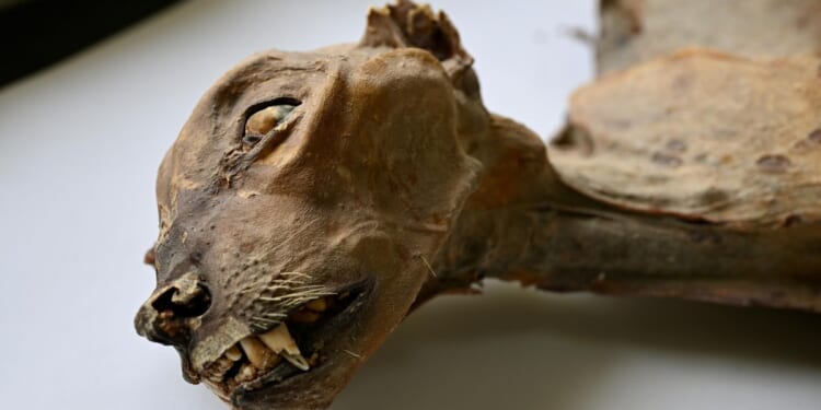 Mummified cheetahs found in Saudi caves shed light on lost populations
