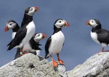 Why Do Environmentalists Hate Birds So Much? – HotAir