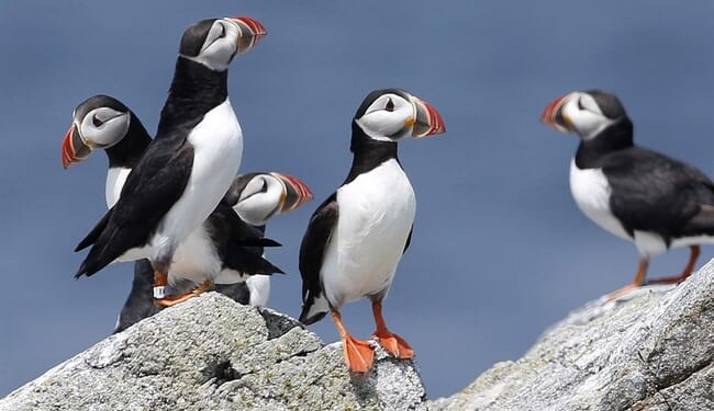 Why Do Environmentalists Hate Birds So Much? – HotAir