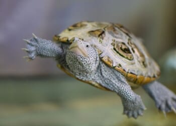Terrapin hatchling found at National Zoo