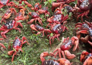 Truck crash in Ireland frees 15,000 live crabs intended for shipment to Portugal; most recovered