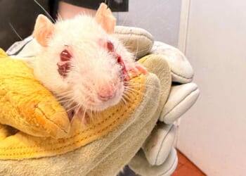 Pet rats need new homes after they were found in condemned house in New York