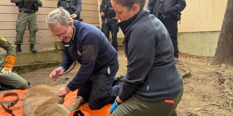 Adventurous mountain lion roams posh San Francisco neighborhood before being captured