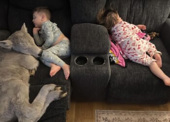 Newborn calf struggling in deep freeze brought indoors to curl up on couch